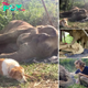 Loyal Dog Stays by Ailing Elephant’s Side at Thai Sanctuary