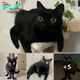 Black Cat With Huge Eyes And Wonky Feet Named Mayor Of Hell