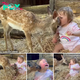 Endless Gratitude: An orphaned gazelle who was rescued and cared for after his mother was killed by a car became a boy’s best friend who spends hours playing with him.hanh