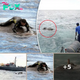 Navy Spots Huge Elephant Drowning Mid-Ocean, Carry Out The Most Amazing Rescue