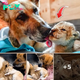 Lion cubs rejected by mother get adopted by caring German Shepherd