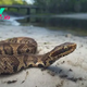 Cottonmouth snakes: Facts about water moccasins