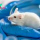 Scientists breed most human-like mice yet