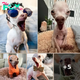 Alien-Like Senior Chihuahua Steals Hearts Despite Missing Teeth