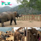 Blind Elephant Finds New Family: Heartwarming Welcome at Elephant Nature Park