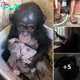 Baby Chimp Was Kept In A Box For Months Where She Clung To An Old Cloth For Comfort