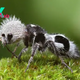 Panda ant: The wasps whose black and white females have giant stingers and parasitic babies