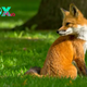 The Fascinating World of Foxes H16