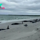 Entire pod of 89 pilot whales dies on Scottish beach in freak mass stranding