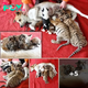 Dog that is a surrogate mother to a pack of Siberian tigers: Cubs are adopted by family pet after being rejected by their mother