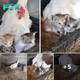 This is Heartwarming: Mаma Hen with a Gоlden Heаrt Sheltеrs three Kittеns!