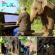 Pianist On A Mission To Help Hurting Elephants, Plays Music To Soothe Their Souls