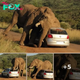 Tourists Are Taking In The View When A Bull Elephant Singles Out Their Car