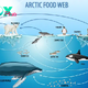 The Role of Baleen Whales in Marine Food Chains H15