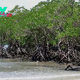 Research unveils carbon storage power of planted Mangroves