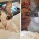 A Heartfelt Rescue: How a Woman Found the Perfect Home for a Special Cat.SOT