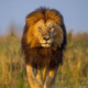 10 Fascinating Facts About Lions You Probably Didn’t Know