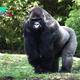Gorillas: Unveiling the Majesty of Earth’s Forest Giants H16
