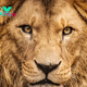 The Majestic Life of Lions: Inside the World of the King of the Jungle H15