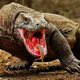 Komodo Dragon: Unveiling the World’s Largest Lizard and Its Unique Adaptations