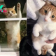 **Surprising Visitor: Stray Cat Finds His Home by Climbing Through a Window and Becomes the Perfect Companion**.SOT