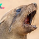 Rabid seals are attacking people in South Africa