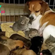 QT Rescued Pup Takes in Trio of Abandoned Kittens
