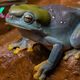 'Lovely freak of nature': Mutant blue frog hops into wildlife sanctuary workshop