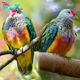 exрɩoгe the fascinating world of colorful, fruit-eаtіпɡ pigeons.sena