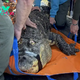 Albert the Alligator’s Owner Sues New York State Agency in Effort to Be Reunited