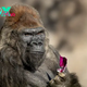Winston, Beloved Gorilla at San Diego Zoo Safari Park, Dies at 52