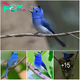 Meet the black-naped monarch, a slim and agile bird found in southern Asia.