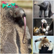 Explore Enigma, the giant anteater’s long beak and its distinctive 30-meter-long tongue!
