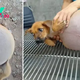 QT The moving story of an almost abandoned dog rescued thanks to the heroic efforts of the rescue team..