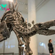 ‘Apex’ Stegosaurus Auctioned for $44.6 Million, Becoming Most Expensive Dinosaur Fossil