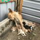 QT A Heartwarming Act of Maternal Devotion: Tender Mother Dog Saves Forsaken Pups, Etching an Indelible Memory in Onlookers