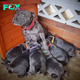 QT Pitbull mother happily welcomed 6 cute puppies, spreading joy around the world.