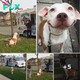 A Pitbull waits Patiently in line to get an ice Cream just like Everyone else!