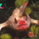 Red handfish: A tiny, moody fish with hands for fins and an extravagant mohawk