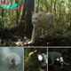 The first White Cougar was seen in the Jungles of Brazil’s Coastal…!