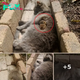 Cat Befriends a Chipmunk and Spends all day Cuddling with it!