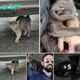 Man helps Little Gray Kitten who Refuses to leave his Side and Forms an Unbreakable Bond!