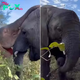 Joyful Baby Elephant Enjoys Playtime with Favorite Companion
