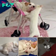 Mom adopts Cat for ParAlyzed Dog, becomes Pup’s Soul medicine…!