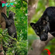 Captivating Encounter: Ultra-Rare Black Leopard ‘Bagheera’ Spotted in Indian Reserve