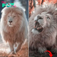 Majestic White Lion Stuns Visitors at South African Wildlife Sanctuary
