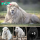 Rare White Lion Moya Captivates with Stunning Mane at South African Sanctuary