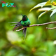 A Petite Forked-Tailed Bird Dressed in a Dazzling, Shimmering Outfit of Iridescent Green!.criss