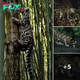 Enigmatic Beauty: The Clouded Leopard’s Astonishing Fur