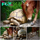 Unbreakable connections: The extraordinary bond between a saved baby cow and an African giant spurred tortoise